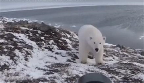 摄影师徒手吓走北极熊 北极熊：我不要面子的吗？