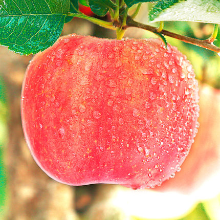 苹果水果新鲜当季10斤批一箱带现季陕西红富士冰糖心丑苹果整箱